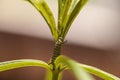 Monarch caterpillar, Danaus plexippus, in a butterfly garden Royalty Free Stock Photo