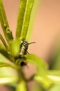 Monarch caterpillar, Danaus plexippus, in a butterfly garden Royalty Free Stock Photo