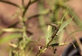 Monarch caterpillar, Danaus plexippus, in a butterfly garden Royalty Free Stock Photo