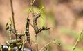 Monarch caterpillar, Danaus plexippus, in a butterfly garden Royalty Free Stock Photo