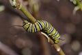 Monarch caterpillar, Danaus plexippus Royalty Free Stock Photo