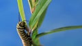 Monarch Caterpillar munches on swamp milkweed blue background