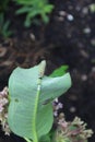 A Monarch Caterpillar eating a Common Milkweed leaf in Wisconsin Royalty Free Stock Photo