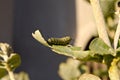 Monarch caterpillar eating crown flower leaf Royalty Free Stock Photo