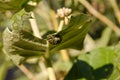 Monarch caterpillar eating crown flower leaf Royalty Free Stock Photo