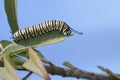 Monarch caterpillar eating milkweed leaf Royalty Free Stock Photo