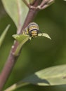 Monarch caterpillar eating milkweed leaf, close up Royalty Free Stock Photo