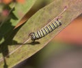 Monarch caterpillar eating milkweed leaf Royalty Free Stock Photo