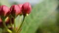 monarch caterpillar egg attached to red milkweed bud close up