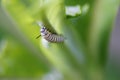 Monarch Caterpillar Feeding on Milkweed Royalty Free Stock Photo