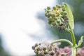 Monarch Caterpillar feeds on pink common milkweed on a summer morning Royalty Free Stock Photo