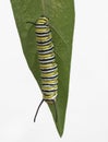 Monarch Caterpillar on Green Leaf Royalty Free Stock Photo