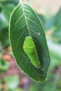 Monarch Caterpillar on a green leaf Royalty Free Stock Photo