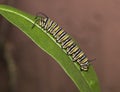 Monarch caterpillar on green leaf Royalty Free Stock Photo