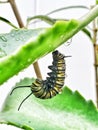 Monarch Caterpillar Hanging From Leaf
