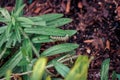 Monarch caterpillar hanging out on a leaf in a garden Royalty Free Stock Photo