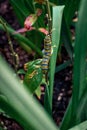 Monarch caterpillar hanging out on a plant in a garden Royalty Free Stock Photo