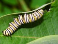 Monarch Caterpillar in Illinois Royalty Free Stock Photo