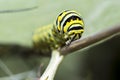 Monarch Caterpillar, larval, Lepidoptera