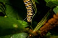 Monarch Caterpillar On A Leaf