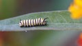 Monarch caterpillar on a milkweed plant Royalty Free Stock Photo