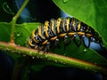 Ai Generated illustration Wildlife Concept of Monarch caterpillar