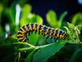 Ai Generated illustration Wildlife Concept of Monarch Caterpillar