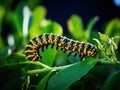 Ai Generated illustration Wildlife Concept of Monarch Caterpillar Royalty Free Stock Photo