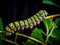 Ai Generated illustration Wildlife Concept of Monarch Caterpillar