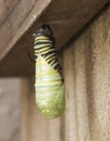 Monarch Caterpillar Metamorphosis Royalty Free Stock Photo