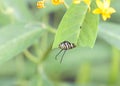 Monarch caterpillar meticulously eating milkweed leaf Royalty Free Stock Photo