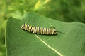 Monarch Caterpillar on Milk Weed Plant Royalty Free Stock Photo