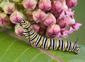 Monarch caterpillar on milkweed Royalty Free Stock Photo