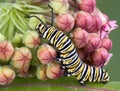 Monarch caterpillar on milkweed b Royalty Free Stock Photo