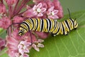 Monarch caterpillar on milkweed c Royalty Free Stock Photo