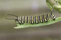 Monarch Caterpillar on Milkweed Leaf Royalty Free Stock Photo