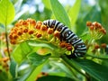 Monarch caterpillar on milkweed