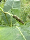 Monarch Caterpillar on Milkweed Plant Royalty Free Stock Photo