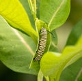 Monarch Caterpillar on Milkweed Plant in Garden Royalty Free Stock Photo