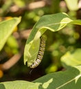 Monarch Caterpillar on milkweed plant in garden