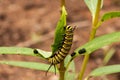 Monarch caterpillar on a milkweed plant Royalty Free Stock Photo