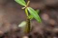 Monarch caterpillar on a milkweed plant Royalty Free Stock Photo