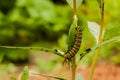 Monarch caterpillar on a milkweed plant Royalty Free Stock Photo