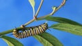 Monarch Caterpillar munches on swamp milkweed blue background