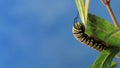 Monarch Caterpillar munches on swamp milkweed blue background