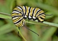 Monarch caterpillar on a plant stem. Royalty Free Stock Photo