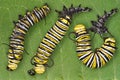 Monarch caterpillar shedding Royalty Free Stock Photo