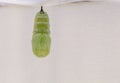 Monarch Caterpillar turns into Chrysalis Pupates Royalty Free Stock Photo