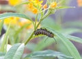 Monarch caterpillar upside down on milkweed leaf Royalty Free Stock Photo