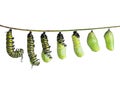 Monarch caterpillar in various stages isolated on white Royalty Free Stock Photo